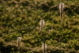 Attēlu rezultāti vaicājumam “Plantago media bud”