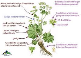 Attēlu rezultāti vaicājumam “Alchemilla vulgaris aggr.”