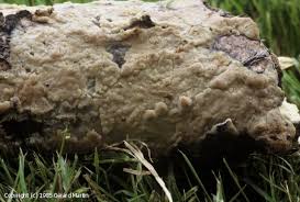 Attēlu rezultāti vaicājumam “Radulomyces confluens”