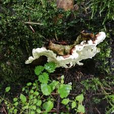 Attēlu rezultāti vaicājumam “Heterobasidion annosum”