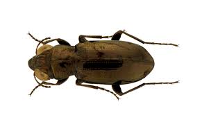 Attēlu rezultāti vaicājumam “Notiophilus palustris”