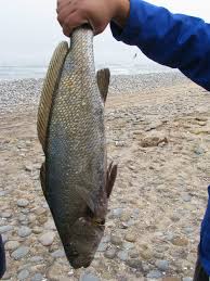 Image result for Argyrosomus inodorus