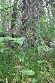 Attēlu rezultāti vaicājumam “Listera cordata fruit”