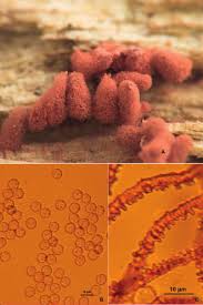 Attēlu rezultāti vaicājumam “Arcyria minuta macro”