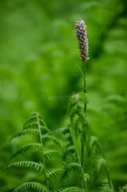Attēlu rezultāti vaicājumam “Bistorta major leaf”