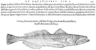Image result for Merluccius merluccius