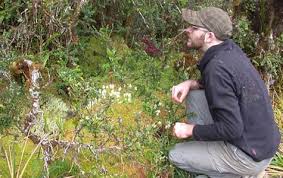 Attēlu rezultāti vaicājumam “Pleurocarpous mosses”