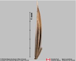 Attēlu rezultāti vaicājumam “Festuca rubra subsp. rubra fruit”