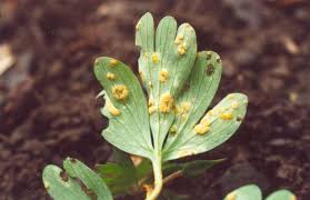 Attēlu rezultāti vaicājumam “Melampsora populnea”