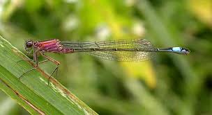 Attēlu rezultāti vaicājumam “Ischnura elegans”