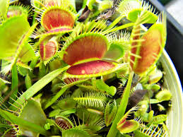 Attēlu rezultāti vaicājumam “Droseraceae”