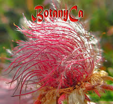 Attēlu rezultāti vaicājumam “Comarum palustre fruit”