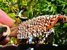 Attēlu rezultāti vaicājumam “Diachea leucopodia stalked”