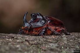 Attēlu rezultāti vaicājumam “Oryctes nasicornis male”