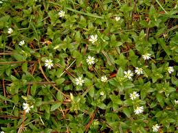 Attēlu rezultāti vaicājumam “Cerastium holosteoides fruit”