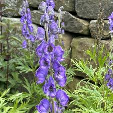 Attēlu rezultāti vaicājumam “Aconitum napellus flower”
