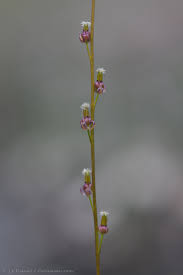 Attēlu rezultāti vaicājumam “Triglochin palustre”