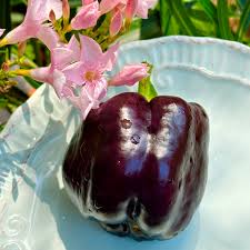 Afbeeldingsresultaat voor purple beauty sweet pepper
