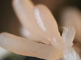 Attēlu rezultāti vaicājumam “Tubifera magna young”