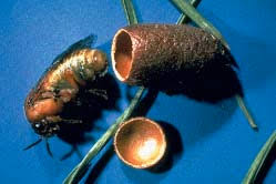 Attēlu rezultāti vaicājumam “Diprionidae cocoon”