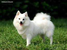 Image result for スピッツ