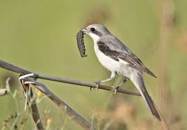 Attēlu rezultāti vaicājumam “Laniidae”