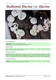 Attēlu rezultāti vaicājumam “Badhamia lilacina”