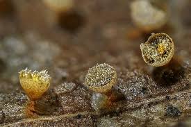 Attēlu rezultāti vaicājumam “Craterium minutum macro”