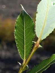 Attēlu rezultāti vaicājumam “Salix myrtilloides leaf”