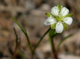 Attēlu rezultāti vaicājumam “Sagina procumbens flower”