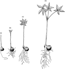 Attēlu rezultāti vaicājumam “Phleogena faginea sessile”