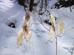 Attēlu rezultāti vaicājumam “Lunaria rediviva bud”
