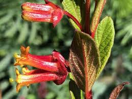 Attēlu rezultāti vaicājumam “Lonicera caerulea var. pallasii flower”