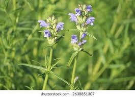 Attēlu rezultāti vaicājumam “Dracocephalum ruyschiana fruit”