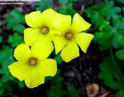 Attēlu rezultāti vaicājumam “Oxalis corniculata”