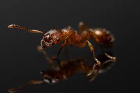 Attēlu rezultāti vaicājumam “Myrmica rubra”