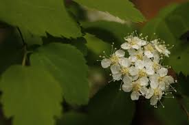Attēlu rezultāti vaicājumam “Spiraea chamaedryfolia”