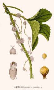 Attēlu rezultāti vaicājumam “Cuscuta europaea flower”