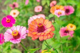 Image result for Zinnia violacea