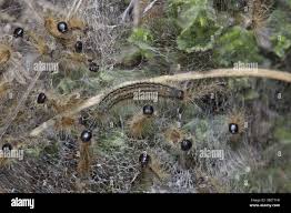 Attēlu rezultāti vaicājumam “Malacosoma castrensis larva”
