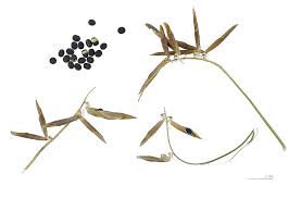 Attēlu rezultāti vaicājumam “Vicia cracca fruit”