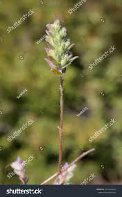 Attēlu rezultāti vaicājumam “Odontites vulgaris leaf”