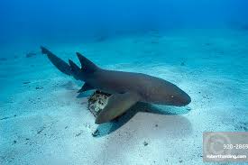 Image result for Ginglymostoma cirratum