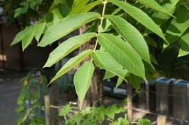 Attēlu rezultāti vaicājumam “Juglans mandshurica leaf”