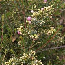 Attēlu rezultāti vaicājumam “Gaultheria cuneata”