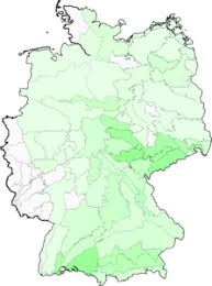 Attēlu rezultāti vaicājumam “Poa remota”