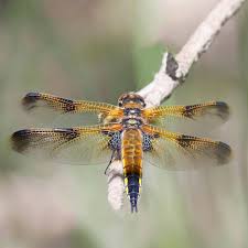 Attēlu rezultāti vaicājumam “Libellula quadrimaculata”