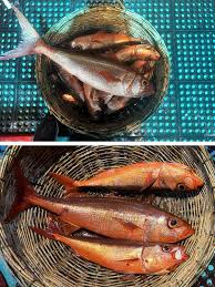 Image result for Eumegistus illustris