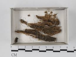 Attēlu rezultāti vaicājumam “Cribraria tenella”