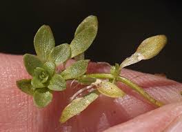 Attēlu rezultāti vaicājumam “Callitrichaceae”